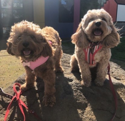 cavoodle puppies