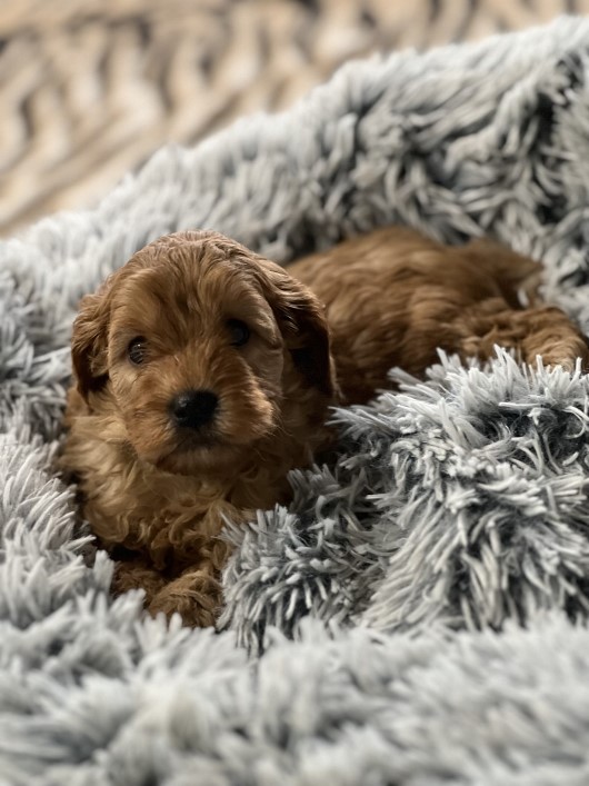 cavoodle puppy