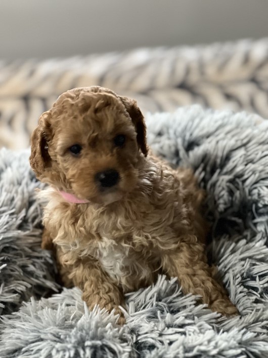 cavoodle puppy