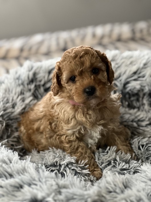 cavoodle puppy