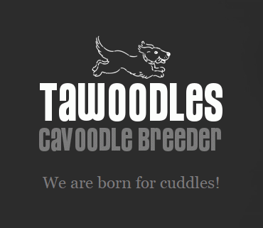 cavoodle breeder