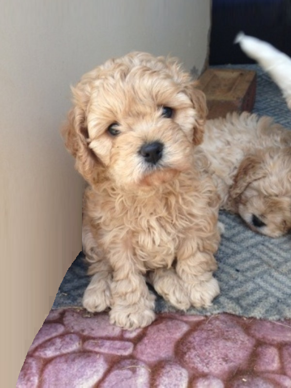 cavoodle puppies