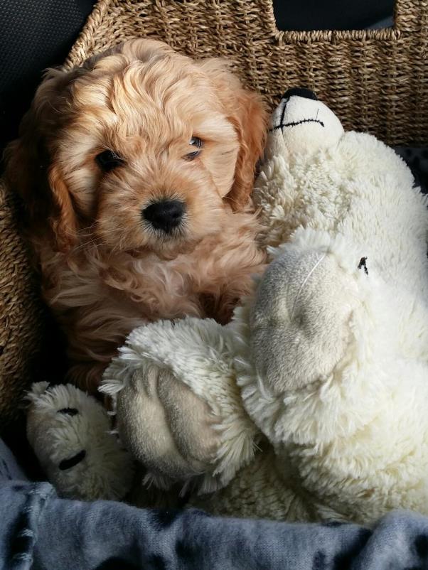 cavoodle puppies for sale