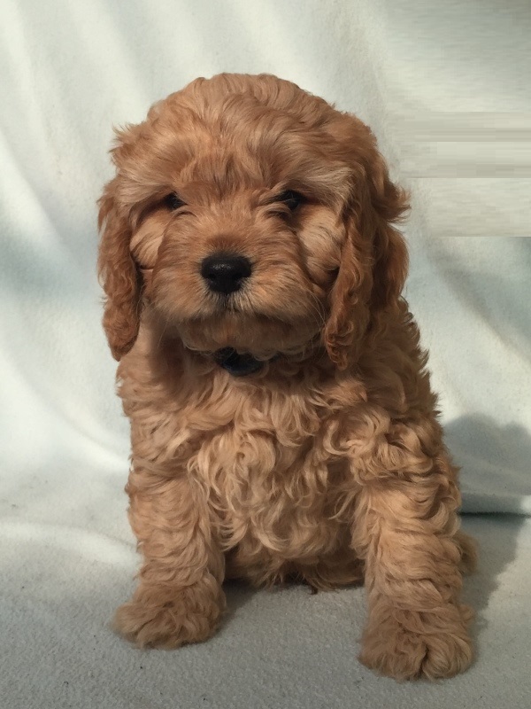 cavoodle puppies