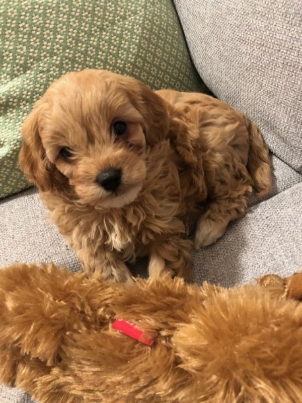 cavoodle breeders