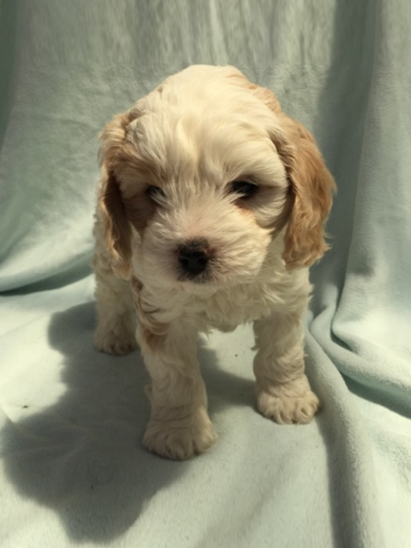 cavoodle breeder