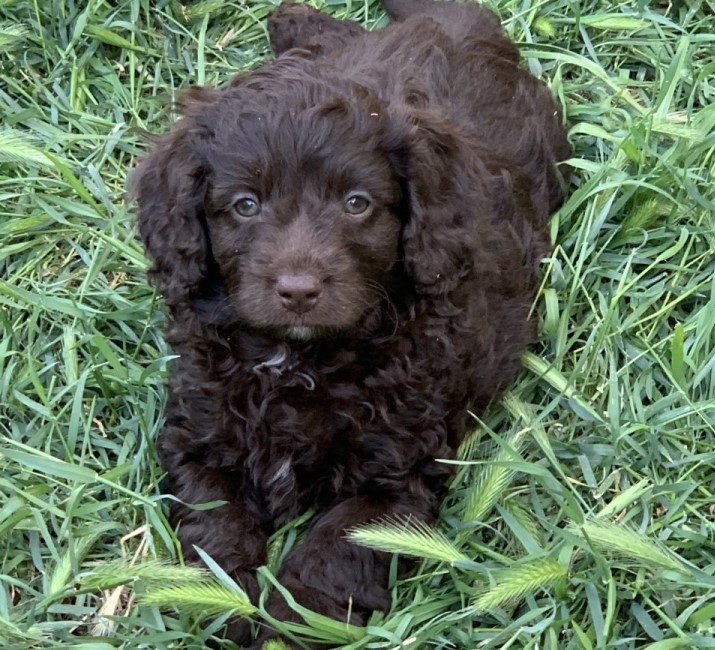 cavoodle puppies