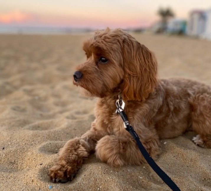 cavoodle puppies for sale