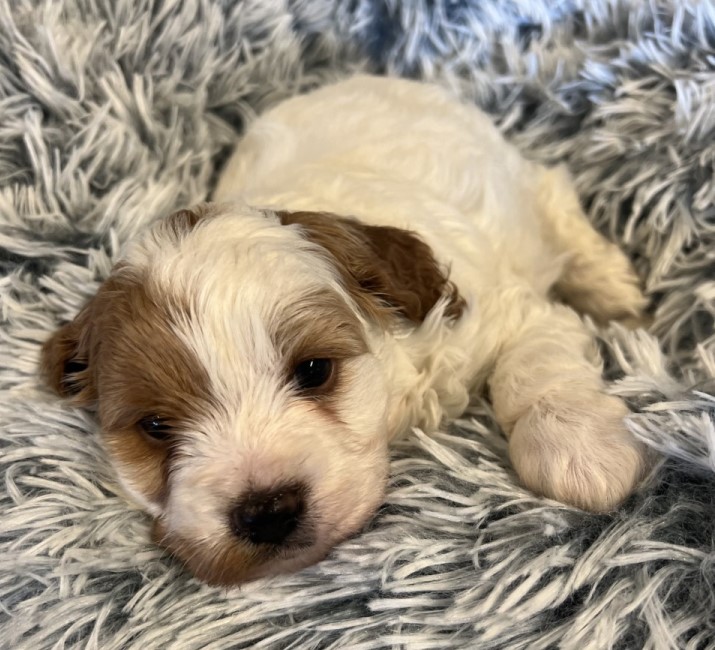 cavoodle breeder