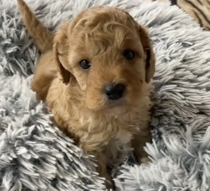 cavoodle breeder Melbourne