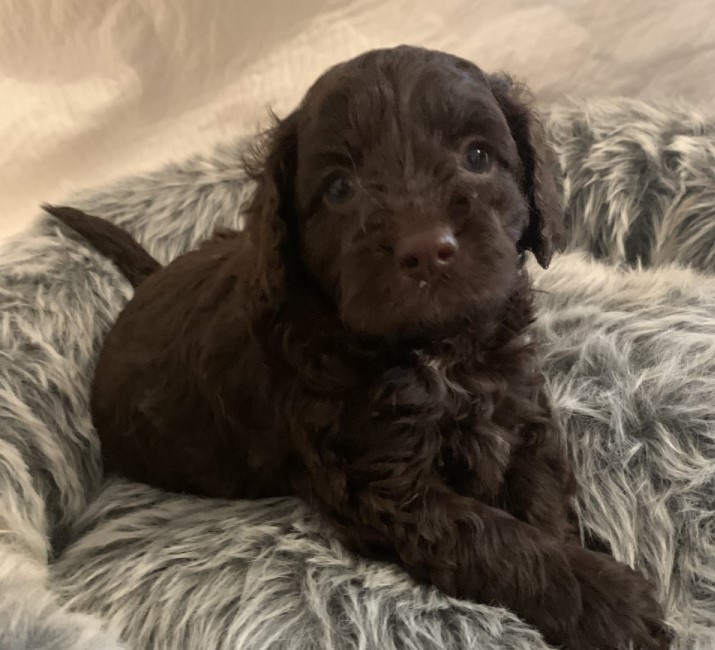 Chocolate spoodle puppies clearance for sale