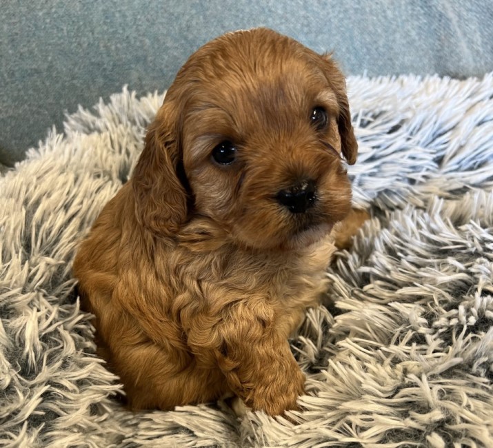 cavoodle breeders