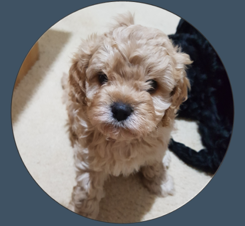 Cavoodle Breeder