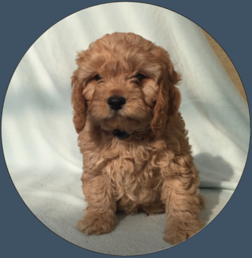 cavoodle breeder