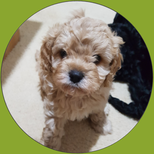 2nd generation cavoodle puppies for sale