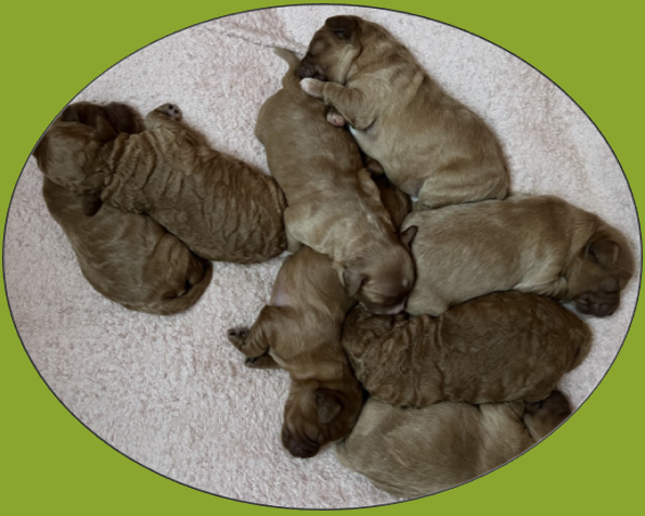 Cavoodle Puppies