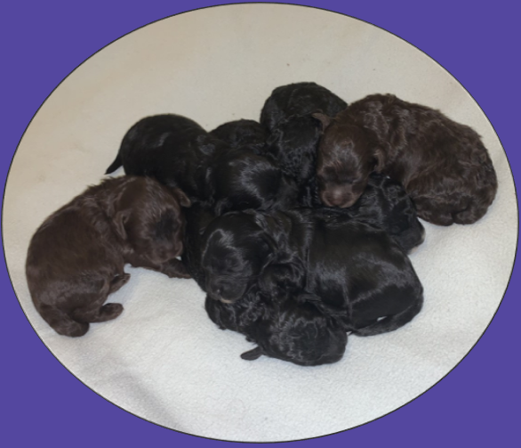 Cavoodle puppies