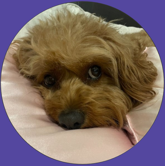 Cavoodle Breeder Melbourne