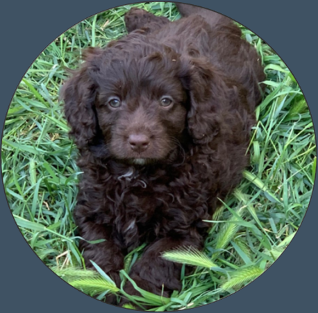 cavoodle breeder