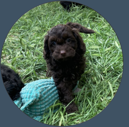 Cavoodle Breeder