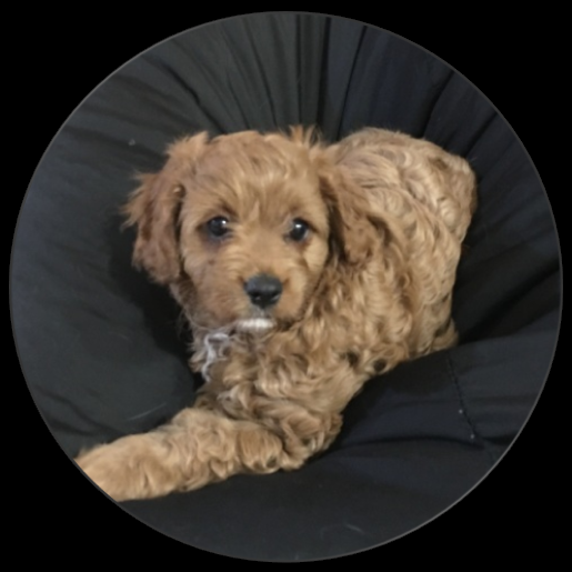 cavoodle puppies