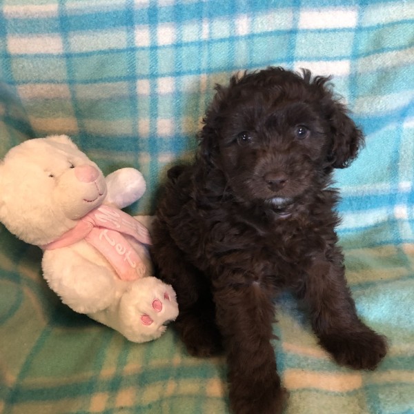 cavoodle puppy