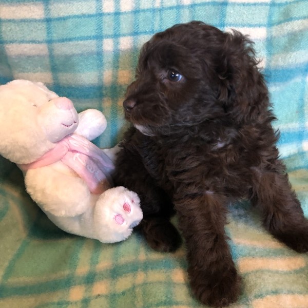 cavoodle puppy