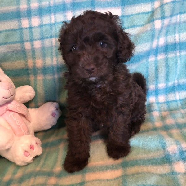 cavoodle puppy