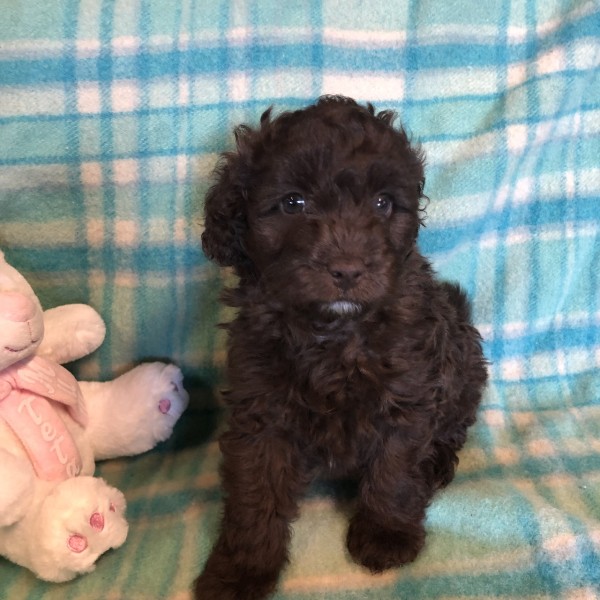 cavoodle puppy