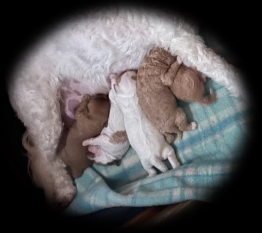 cavoodle puppies