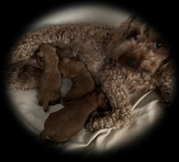 cavoodle puppies