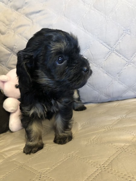 cavoodle puppy