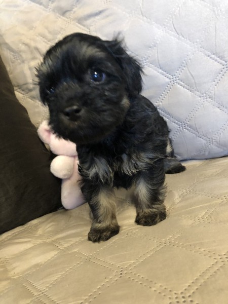 cavoodle puppy