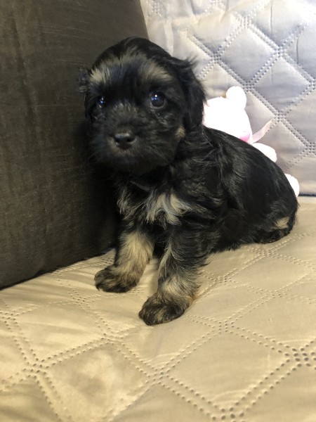 cavoodle puppy