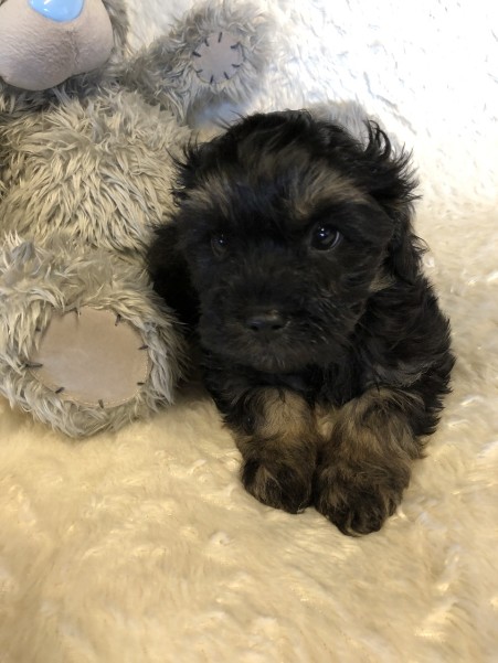 cavoodle puppy