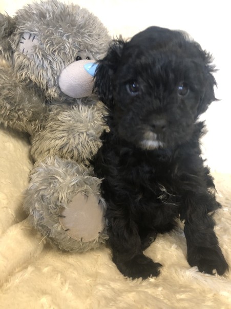 cavoodle puppy