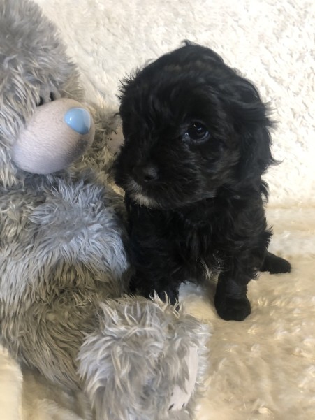 cavoodle puppy