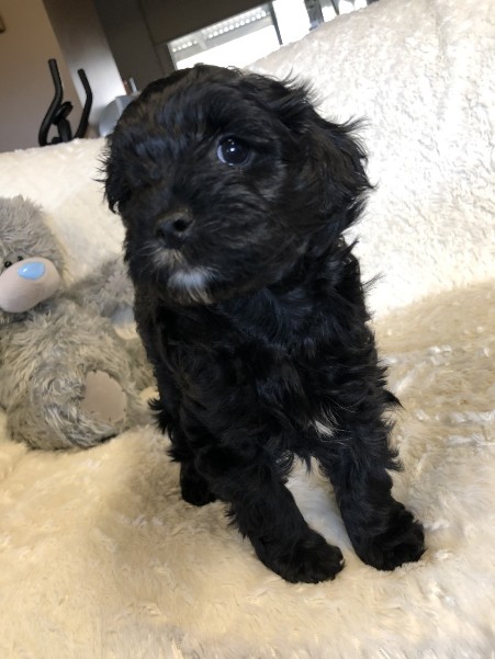 cavoodle puppy