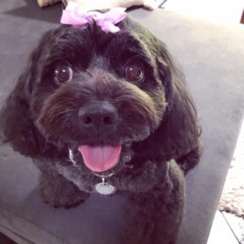 cavoodle puppies