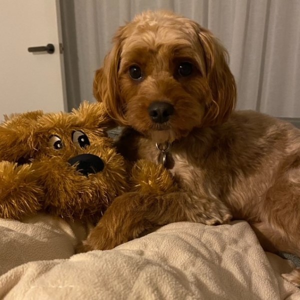 cavoodle puppies