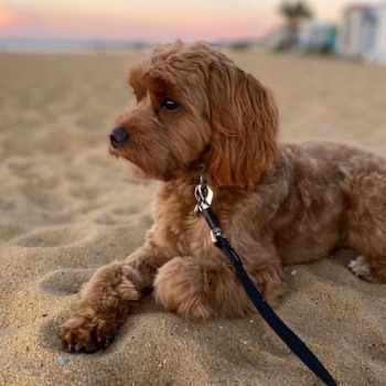 cavoodle puppies