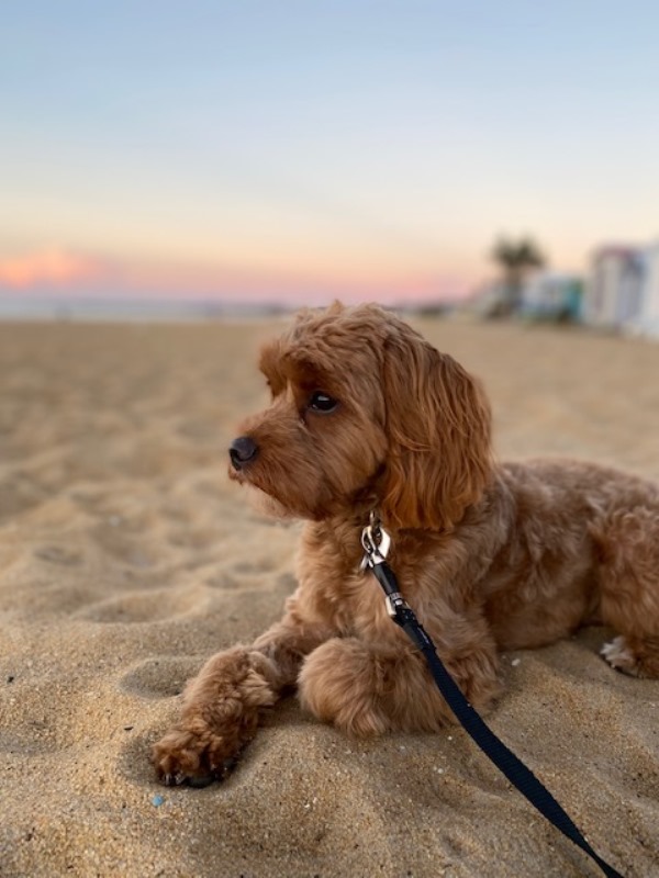 cavoodle puppies