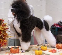 Parti Poodle