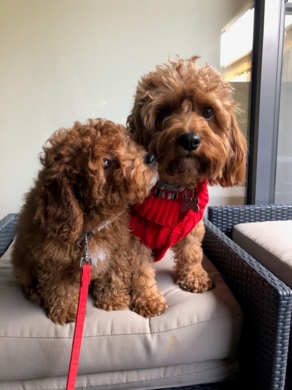 cavoodle puppies