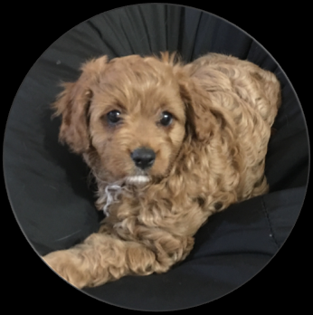 Cavoodle Puppies for sale