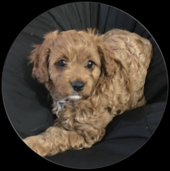 cavoodle breeder