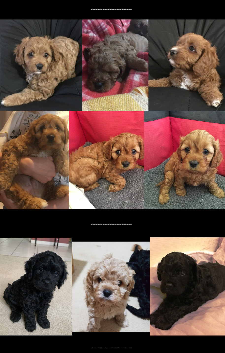 Cavoodle Puppies