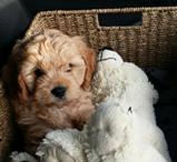 Cavoodle Puppy