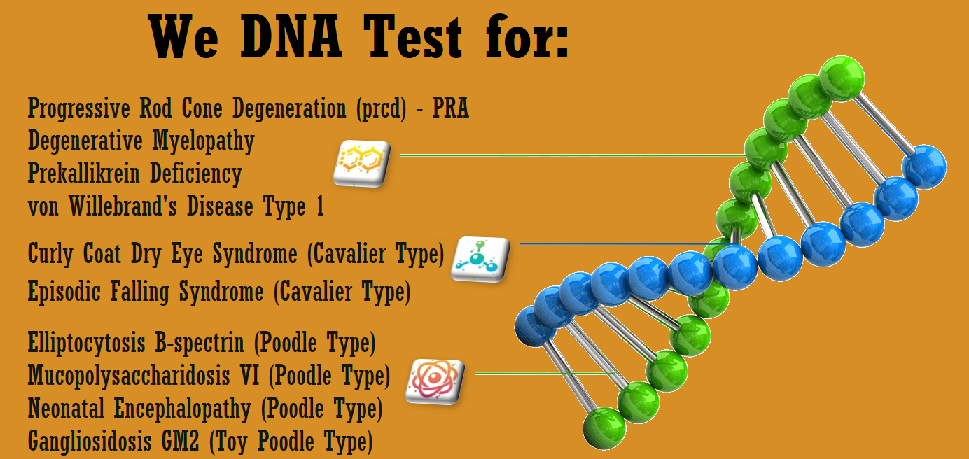 Cavoodle Puppies DNA