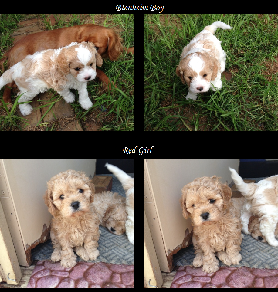 Cavoodle Puppies